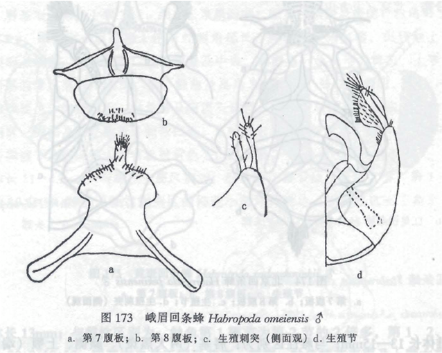 峨眉回條蜂