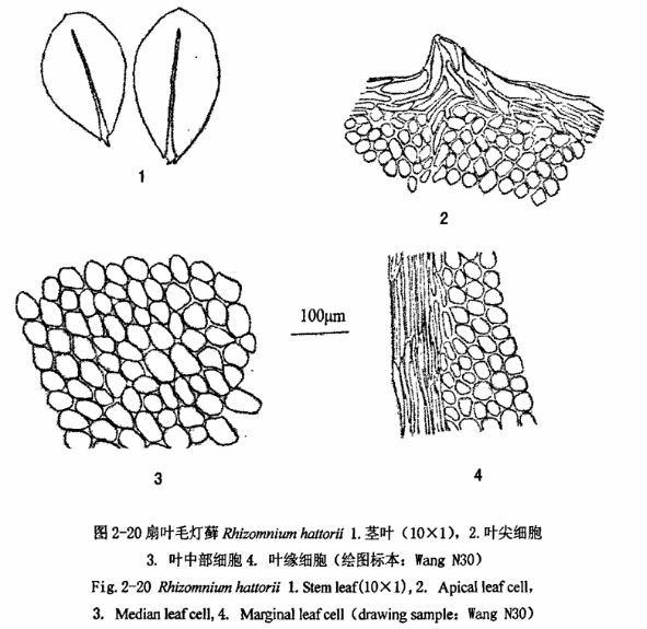 扇葉毛燈蕨