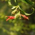 大花鱷嘴花(大花鱷嘴花（變種）)