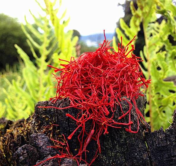 西藏藏紅花