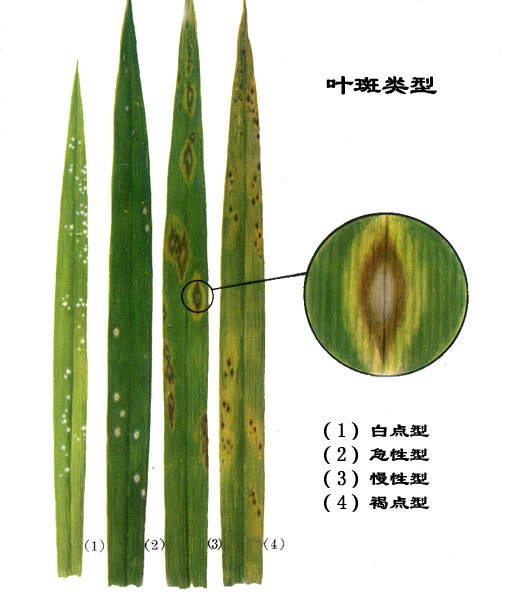 稻瘟病圖