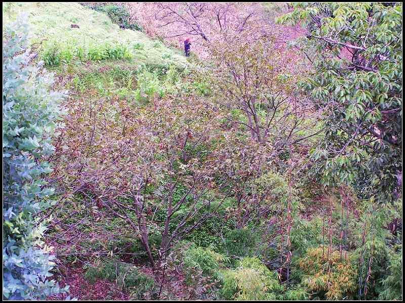 梅紅秧草塘村