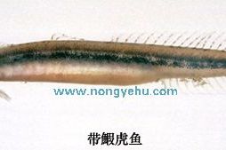 帶鰕虎魚屬