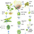 減數分裂(M1（減數分裂）)