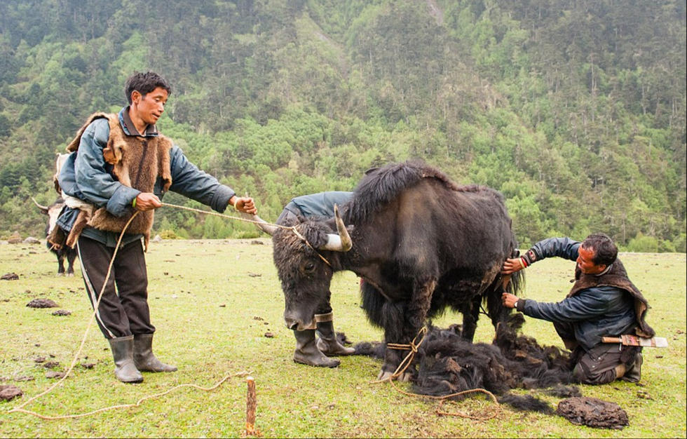 布羅卡帕人