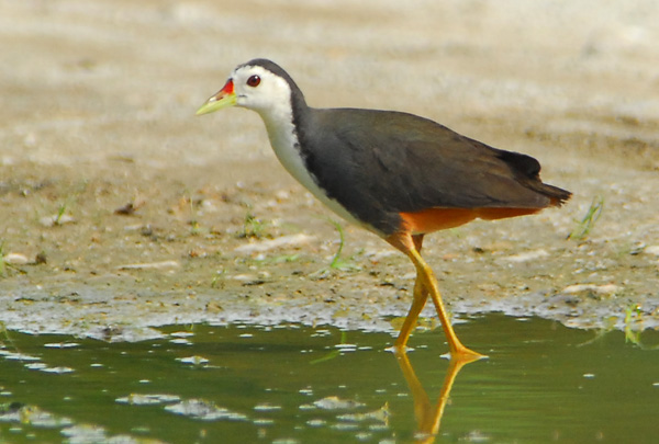 白胸苦惡鳥印尼亞種(圖4)