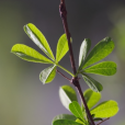 豆科(薔薇目下的一科)