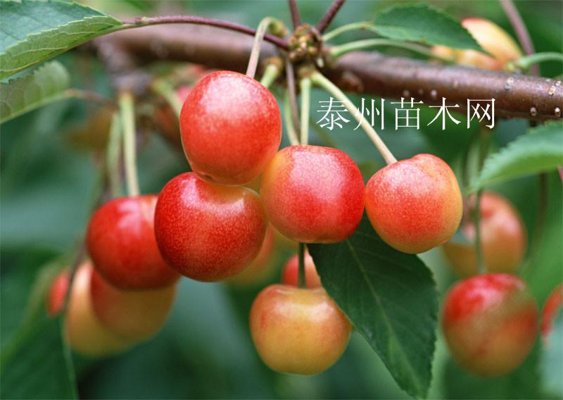 早紅寶石