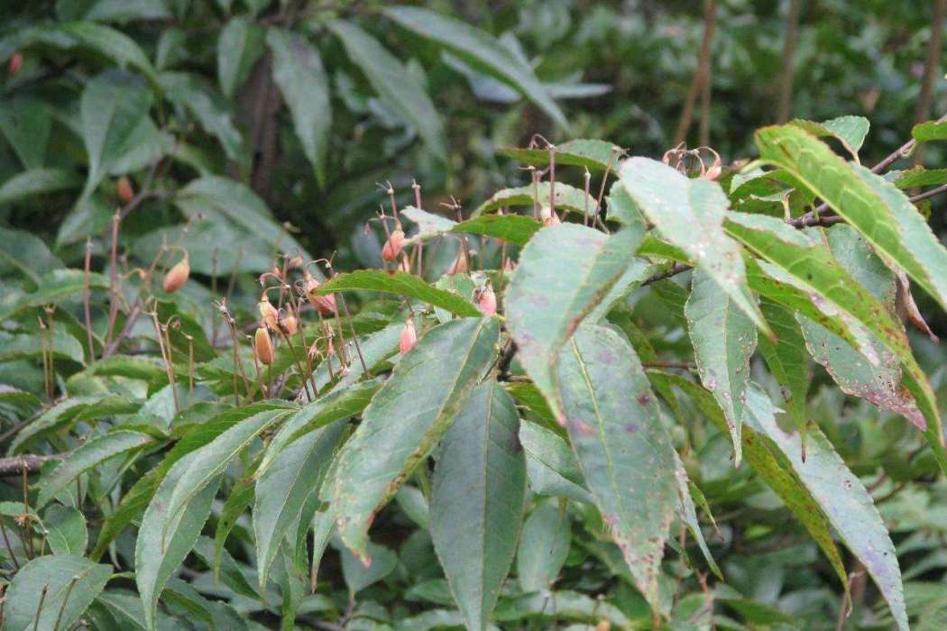 圓齒遲花柳（雜種）