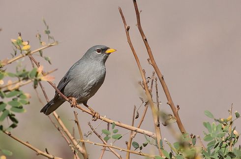 金肩雀鵐屬