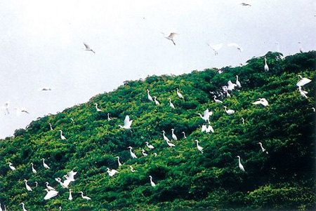 五峙山鳥島