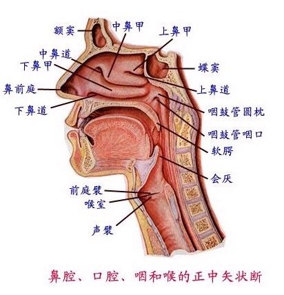 腺樣體面容