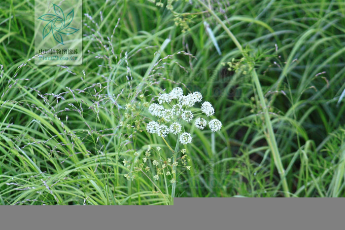 雙球芹屬