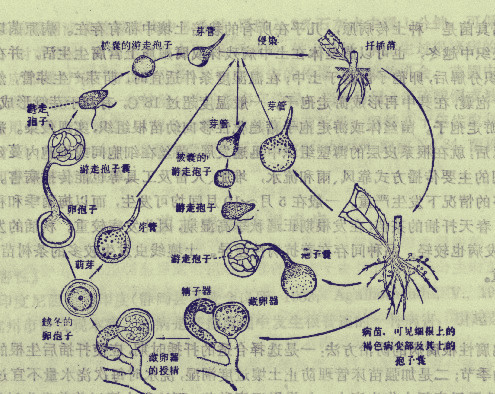 病菌形態特徵圖