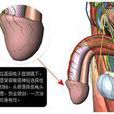 歐式陰莖敏感神經阻斷術