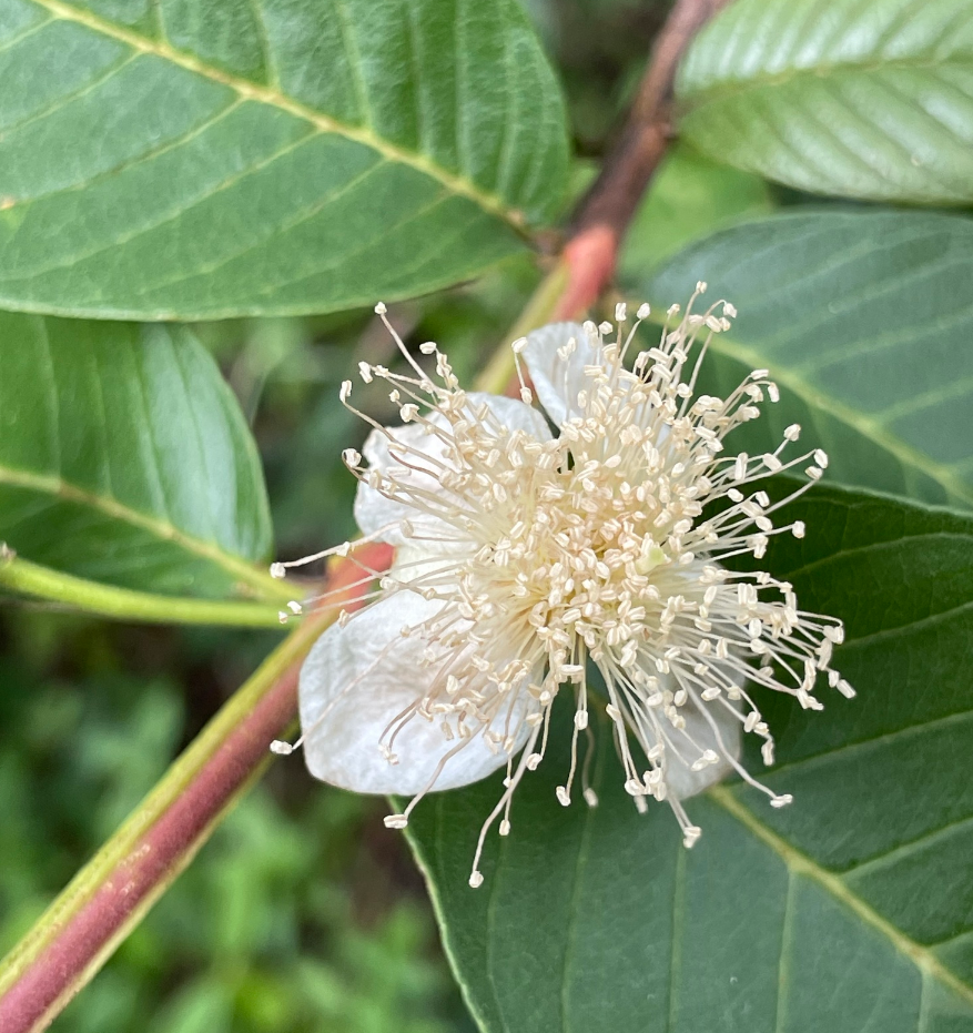 番石榴(桃金孃科番石榴屬的一種植物)