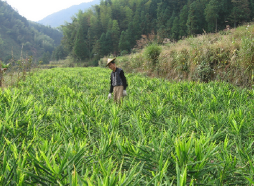 高山姜