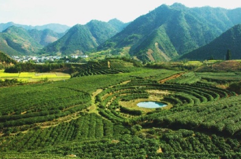 鳩坑茶