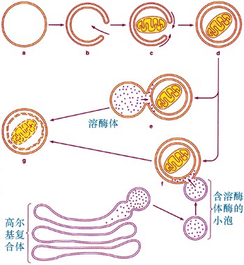 自體吞噬泡