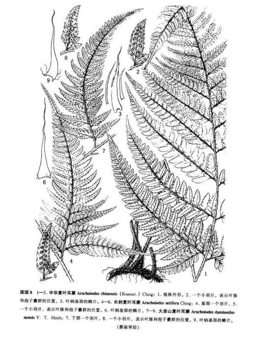 大苗山複葉耳蕨