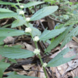 廬山樓梯草(蕁麻科樓梯草屬多年生草本植物)