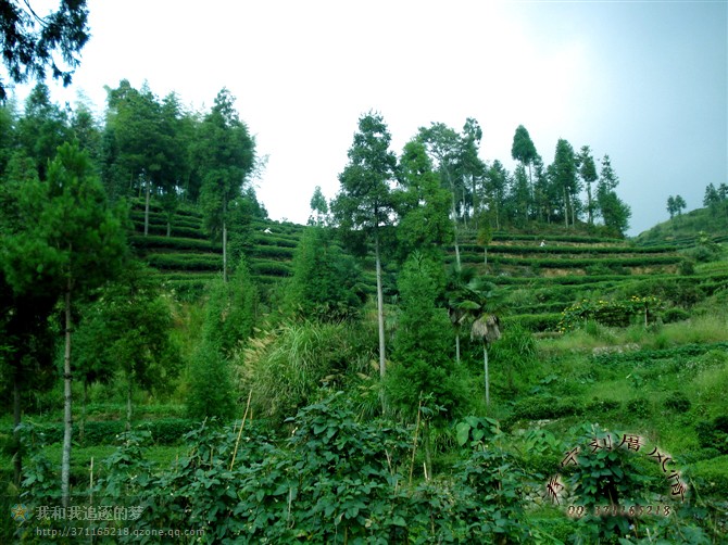 劉厝茶山