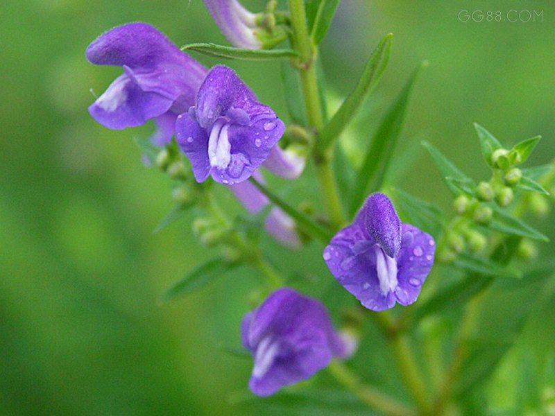 龍頭黃芩