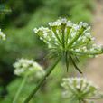 隔山香(當歸屬植物)