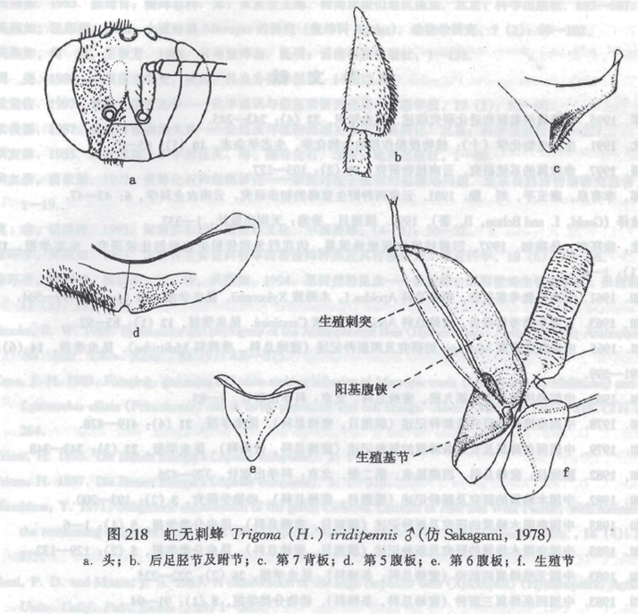 虹無刺蜂