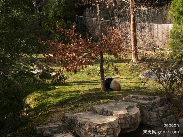 史密森尼國家動物園