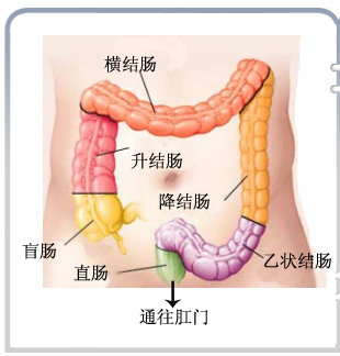 廣腸