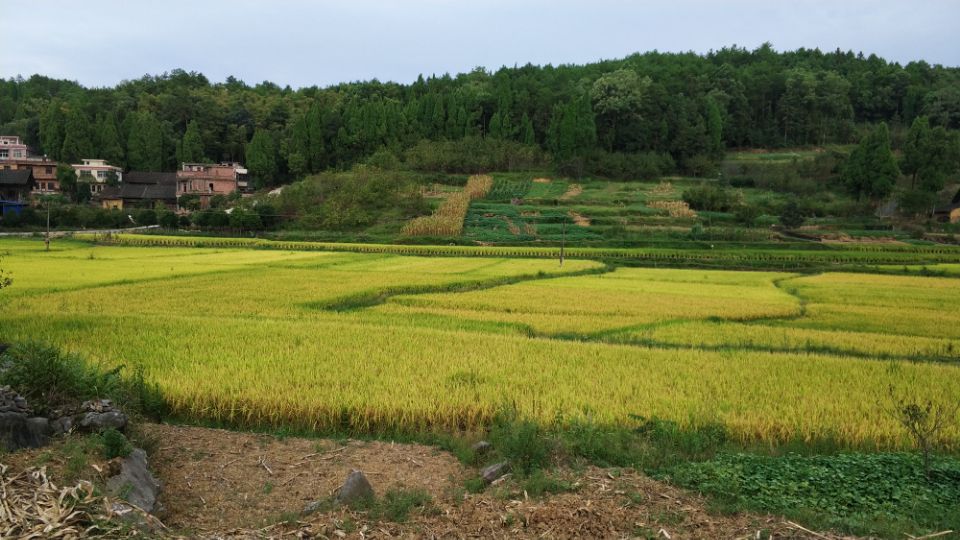 樹足村