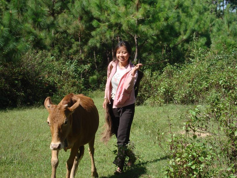拉巴密村發展重點-肉牛養殖