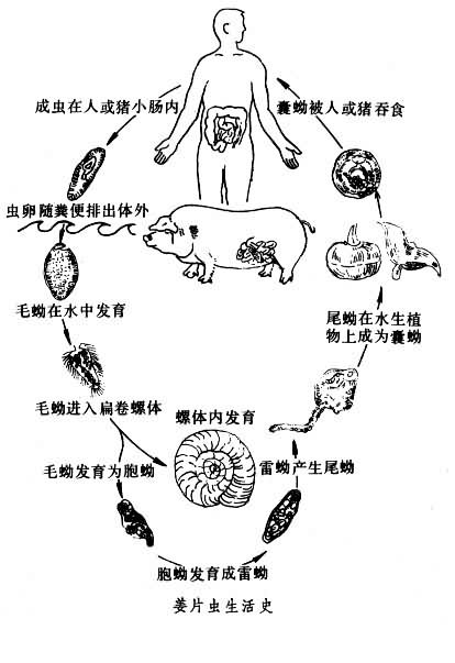 布氏薑片吸蟲