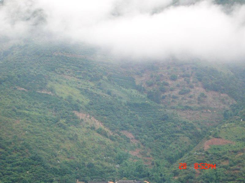 楊家田自然村生態山林