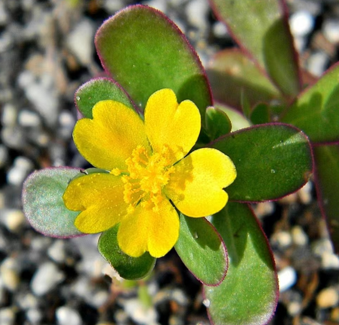 馬齒莧(豬母菜)