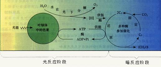 暗反應階段