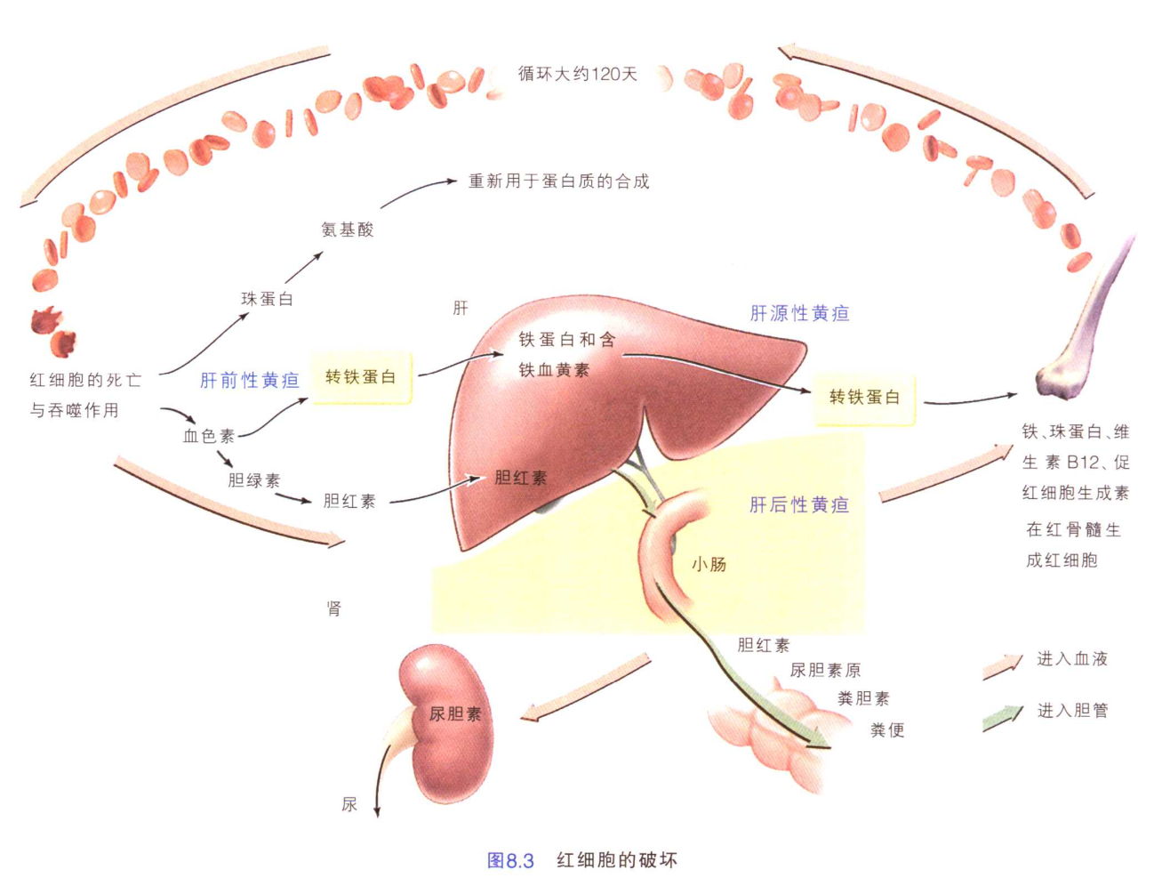 紅細胞(紅血球細胞)