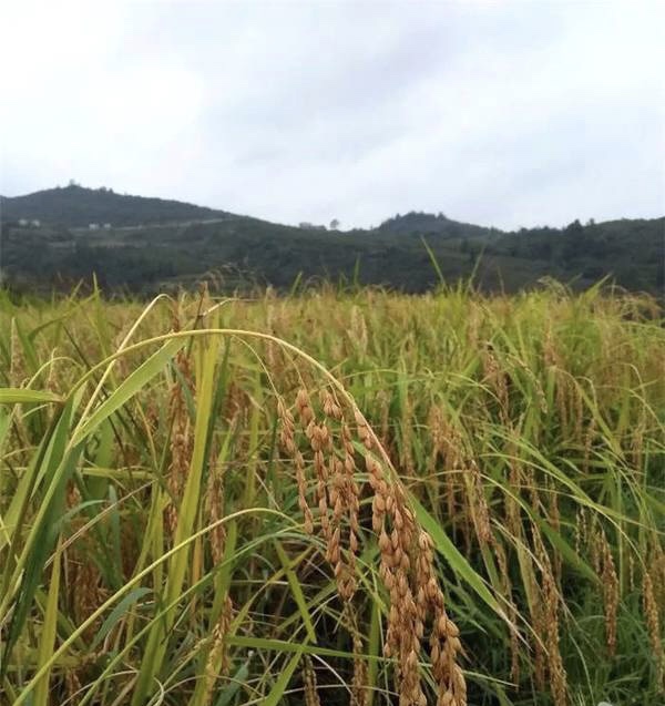 鳳山糯粳