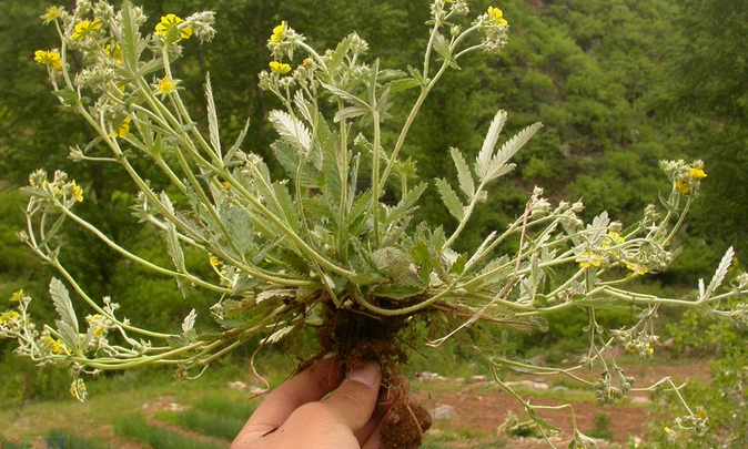 高山總梗委陵菜