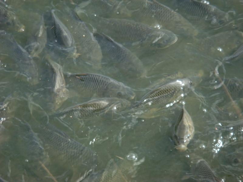 池塘養魚