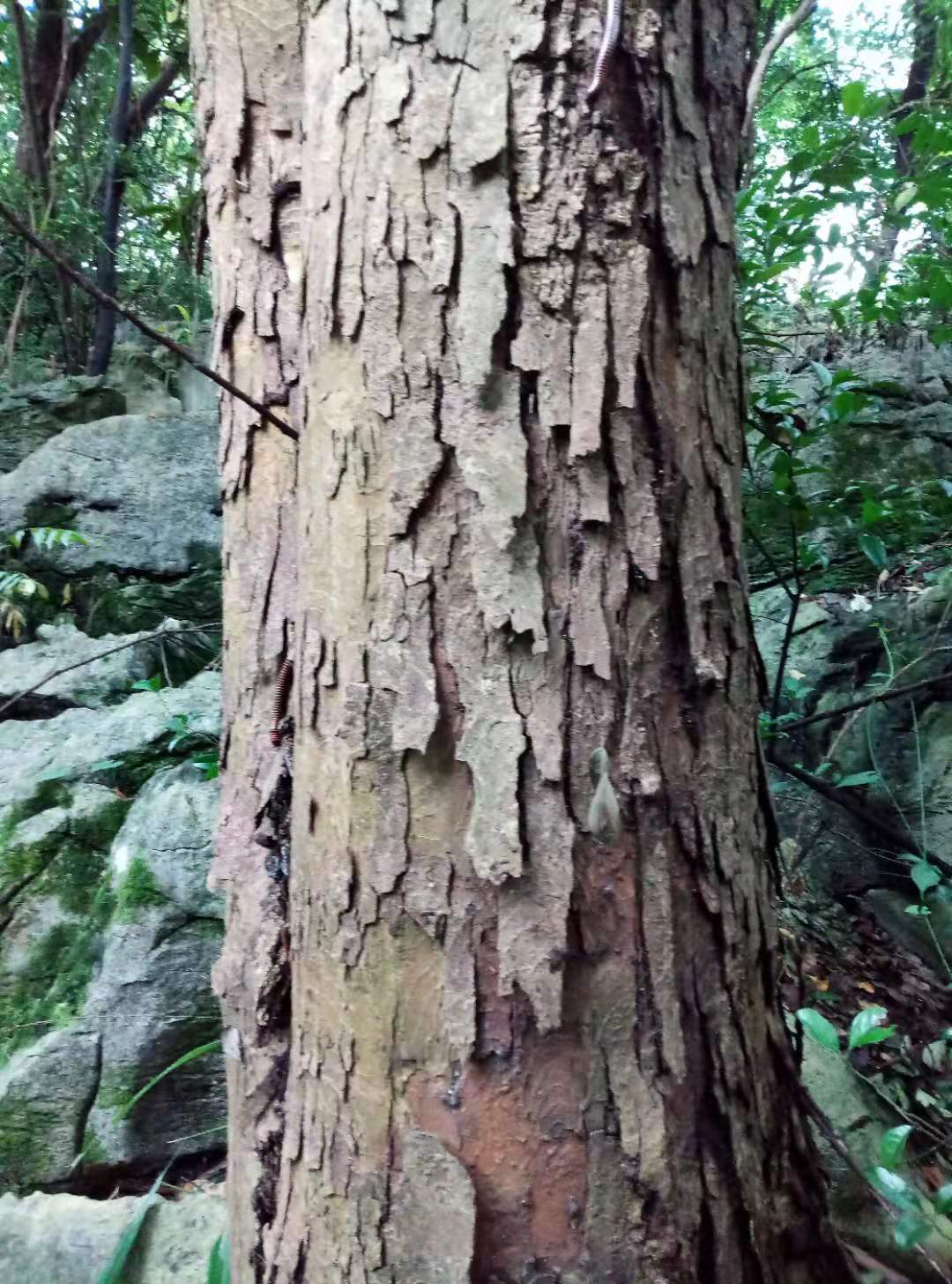 黃連木外皮鱗狀剝落