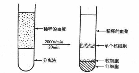 外周血單個核細胞