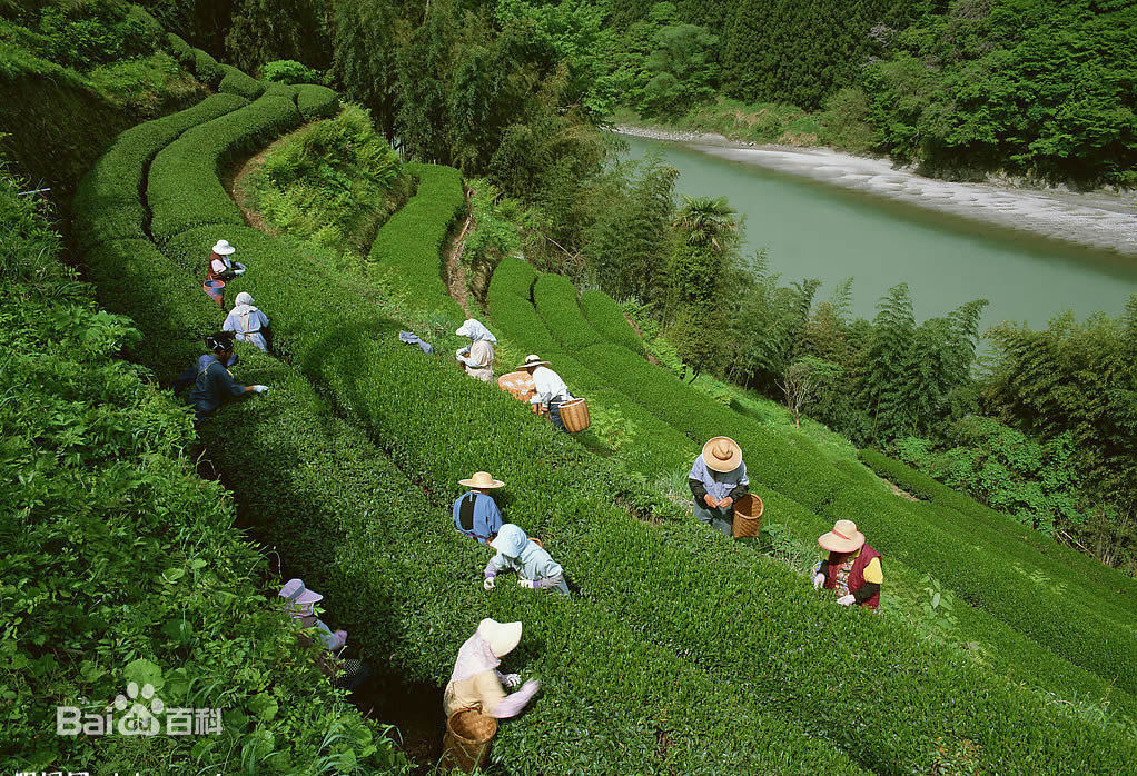 十里香茶