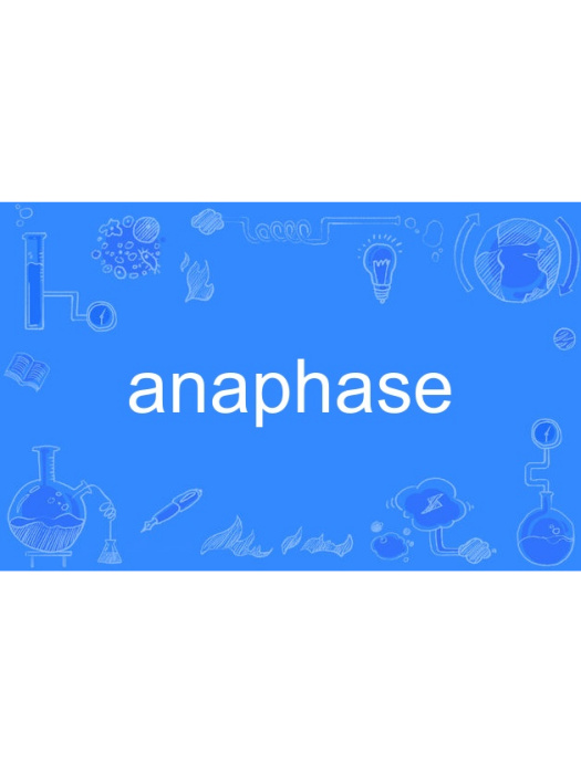 anaphase