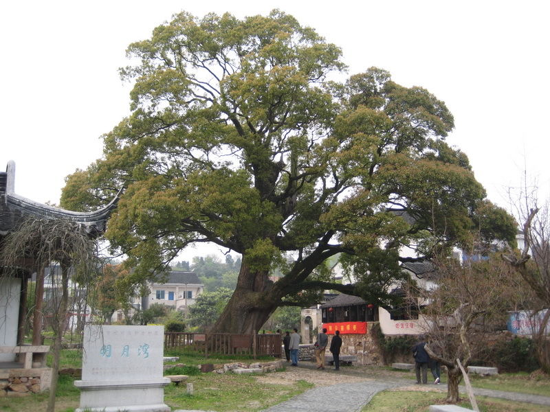 古村古樹