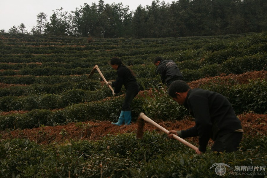 渠江皇家薄片之皇家茶園：隆冬深耕