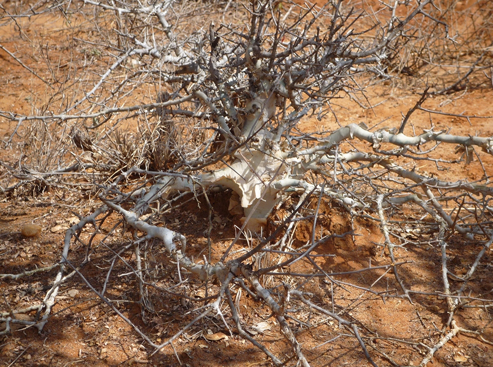 Commiphora