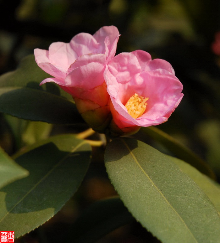 埃瑪(山茶屬栽培品種)