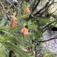 橙黃玉鳳花(蘭科玉鳳花屬植物)